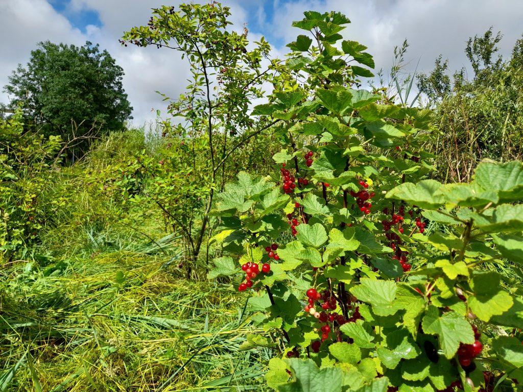 Fruittuin
