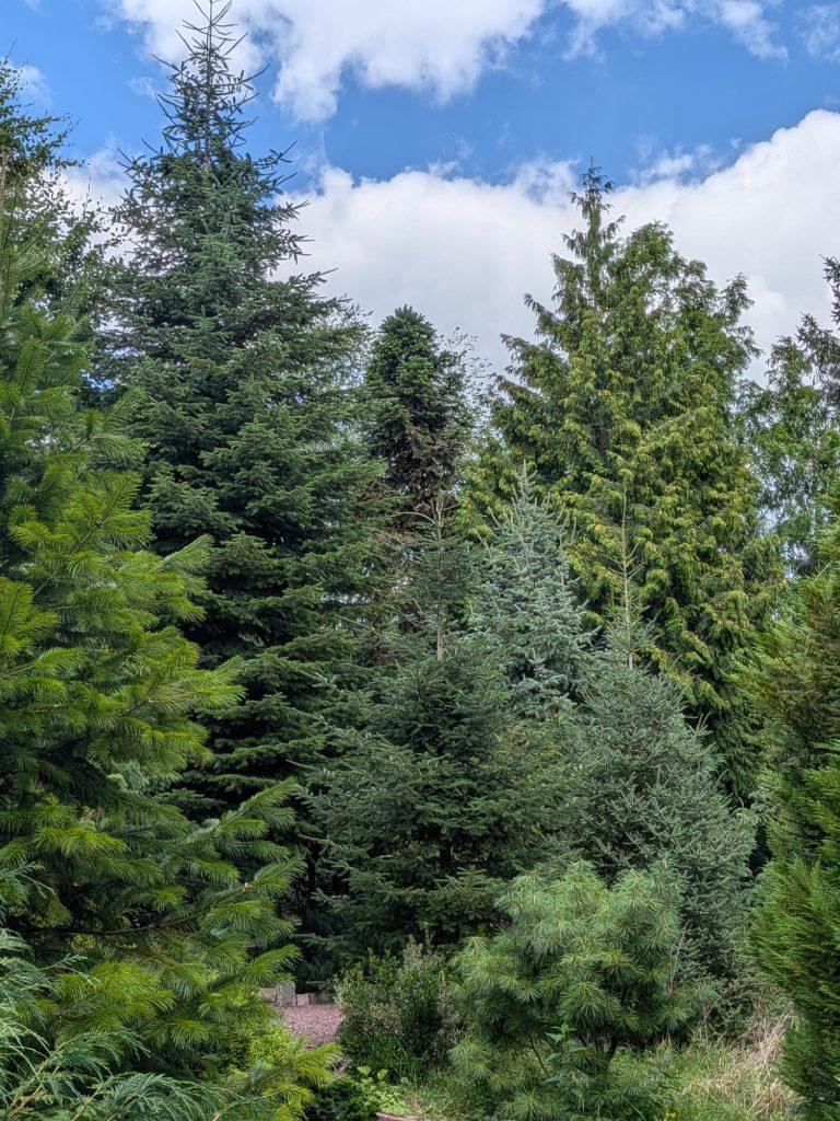 Pinetum LeRoy